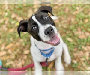 American Bulldog-Unknown Mix Dogs for adoption in Tallahassee, FL, USA