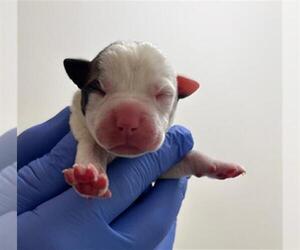 Labrador Retriever-Unknown Mix Dogs for adoption in Houston, TX, USA