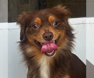 Chihuahua-Unknown Mix Dogs for adoption in Jefferson, WI, USA