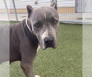 Mutt Dogs for adoption in Houston, TX, USA
