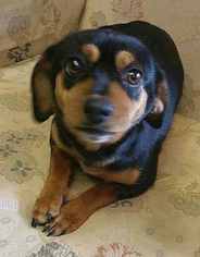Medium Photo #1 Dachshund Puppy For Sale in Rockaway, NJ, USA