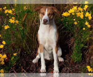 Collie Dogs for adoption in San Andreas, CA, USA