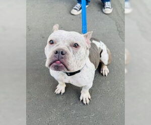 American Pit Bull Terrier-Miniature Bull Terrier Mix Dogs for adoption in Marina Del Rey, CA, USA