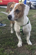 Dorgi Dogs for adoption in Fort Pierce, FL, USA