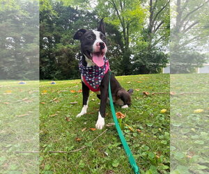 American Pit Bull Terrier-Unknown Mix Dogs for adoption in Germantown, OH, USA