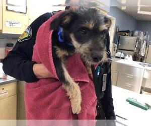 Mutt Dogs for adoption in Riverside, CA, USA