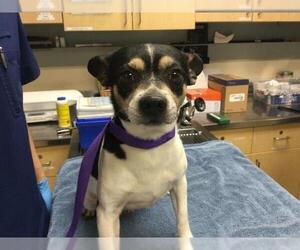 Mutt Dogs for adoption in Riverside, CA, USA