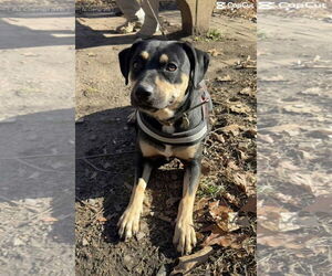 Medium Photo #2 Rottweiler-Unknown Mix Puppy For Sale in Bedford, VA, USA