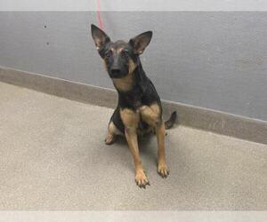 German Shepherd Dog-Unknown Mix Dogs for adoption in Las Vegas, NV, USA