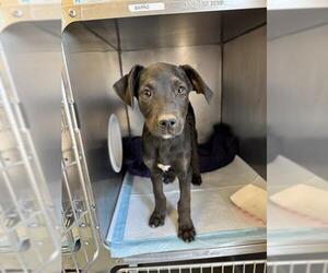 Doberman Pinscher-Unknown Mix Dogs for adoption in Stockton, CA, USA