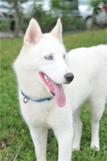 Siberian Husky Dogs for adoption in Boca Raton, FL, USA
