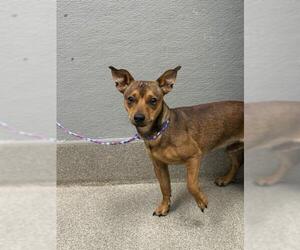 Chihuahua-Unknown Mix Dogs for adoption in Las Vegas, NV, USA