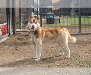 Siberian Husky Dogs for adoption in Orange, CA, USA