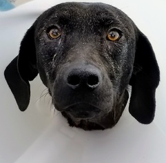 Labrador Retriever-Unknown Mix Dogs for adoption in Statesboro, GA, USA
