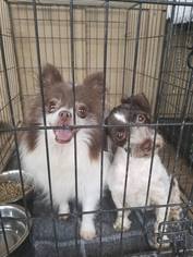 Pomeranian Dogs for adoption in Vacaville, CA, USA