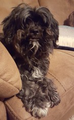 Shih Tzu-Unknown Mix Dogs for adoption in Evergreen, CO, USA
