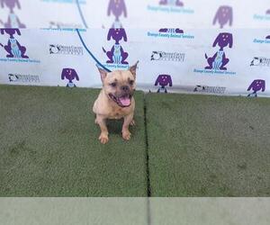 French Bulldog-Unknown Mix Dogs for adoption in Orlando, FL, USA