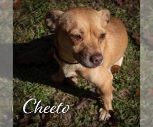 Chiweenie Dogs for adoption in Wilmington, NC, USA