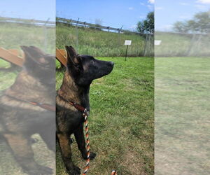 Mutt Dogs for adoption in Imlay City, MI, USA