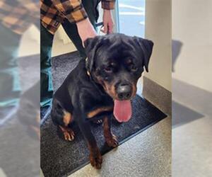 Rottweiler Dogs for adoption in Louisville, KY, USA