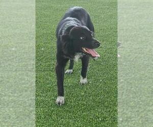 Border Collie Dogs for adoption in Pipe Creek, TX, USA