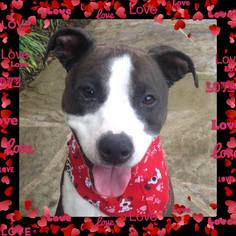 American Pit Bull Terrier-Unknown Mix Dogs for adoption in Rancho Santa Margarita, CA, USA