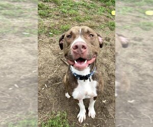 American Pit Bull Terrier Dogs for adoption in Gwinn, MI, USA