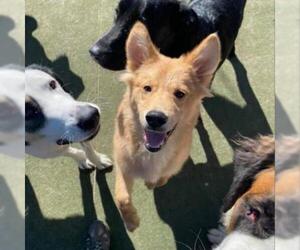 Australian Shepherd Dogs for adoption in Evansville, IN, USA