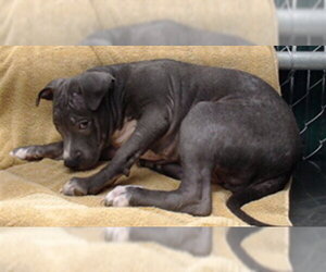 Mutt Dogs for adoption in Downey, CA, USA