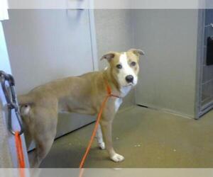 Borador Dogs for adoption in Sacramento, CA, USA