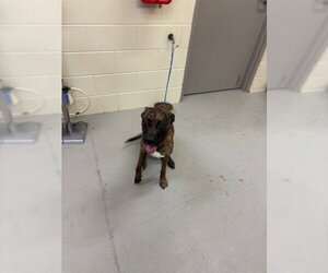 Medium Photo #2 Mutt Puppy For Sale in Sanford, FL, USA