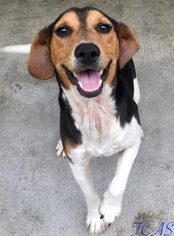 Beagle Dogs for adoption in Morehead, KY, USA