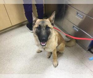 German Shepherd Dog-Unknown Mix Dogs for adoption in Riverside, CA, USA