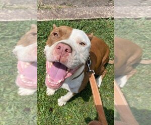American Staffordshire Terrier-Unknown Mix Dogs for adoption in Wenonah, NJ, USA