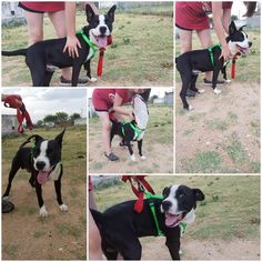 American Boston Bull Terrier Dogs for adoption in Midland, TX, USA
