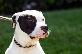 American Staffordshire Terrier Dogs for adoption in El Cajon, CA, USA