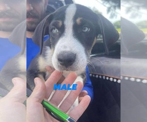 Catahoula Leopard Dog-Unknown Mix Dogs for adoption in Brooksville, FL, USA