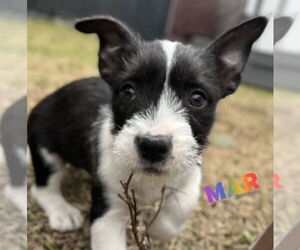 Jack Russell Terrier-Unknown Mix Dogs for adoption in HOUSTON, TX, USA