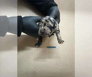 Labrottie Dogs for adoption in San Bernardino, CA, USA