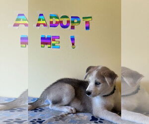 Siberian Husky-Unknown Mix Dogs for adoption in Crossville, AL, USA