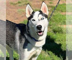 Siberian Husky Dogs for adoption in Martinsburg, WV, USA