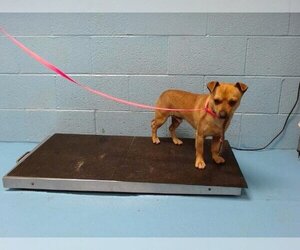 Chihuahua Dogs for adoption in Moreno Valley, CA, USA