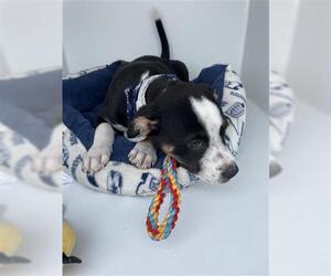 American Pit Bull Terrier Dogs for adoption in Houston, TX, USA