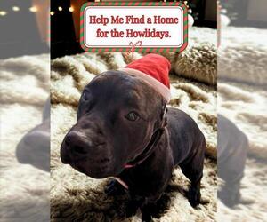 Mutt Dogs for adoption in Las Vegas, NV, USA