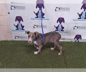 Mutt Dogs for adoption in Orlando, FL, USA