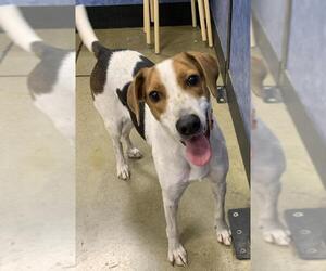 English Foxhound-Greyhound Mix Dogs for adoption in Batavia, OH, USA