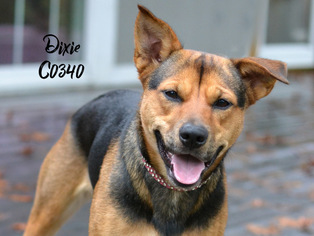 German Shepherd Dog Dogs for adoption in Montgomery, TX, USA