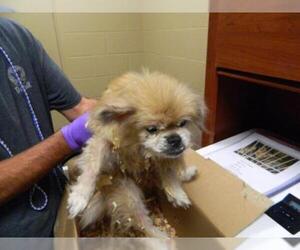 Pekingese-Unknown Mix Dogs for adoption in Pikeville, KY, USA