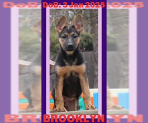 German Shepherd Dog-Unknown Mix Dogs for adoption in Sebec, ME, USA