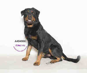 Rottweiler Dogs for adoption in Moreno Valley, CA, USA